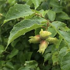 1 American Hazelnut Tree - Corylus americana | 12–24” Live Bare Root | Edible Nut Tree for Wildlife, Orchards & Landscapes