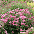 500 Pink Spiraea Seeds (S. tomentosa), Hardy Flowering Shrub, Beautiful Pink Blooms, Easy to Grow, Perfect for Gardens & Landscaping