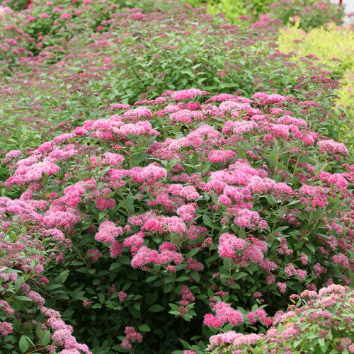 500 Pink Spiraea Seeds (S. tomentosa), Hardy Flowering Shrub, Beautiful Pink Blooms, Easy to Grow, Perfect for Gardens & Landscaping