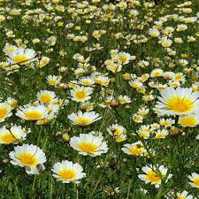 1000 Garland Daisy Seeds – Edible Chrysanthemum Leaves | Glebionis coronaria | Non-GMO Herb Flower | Shungiku | Asian Greens