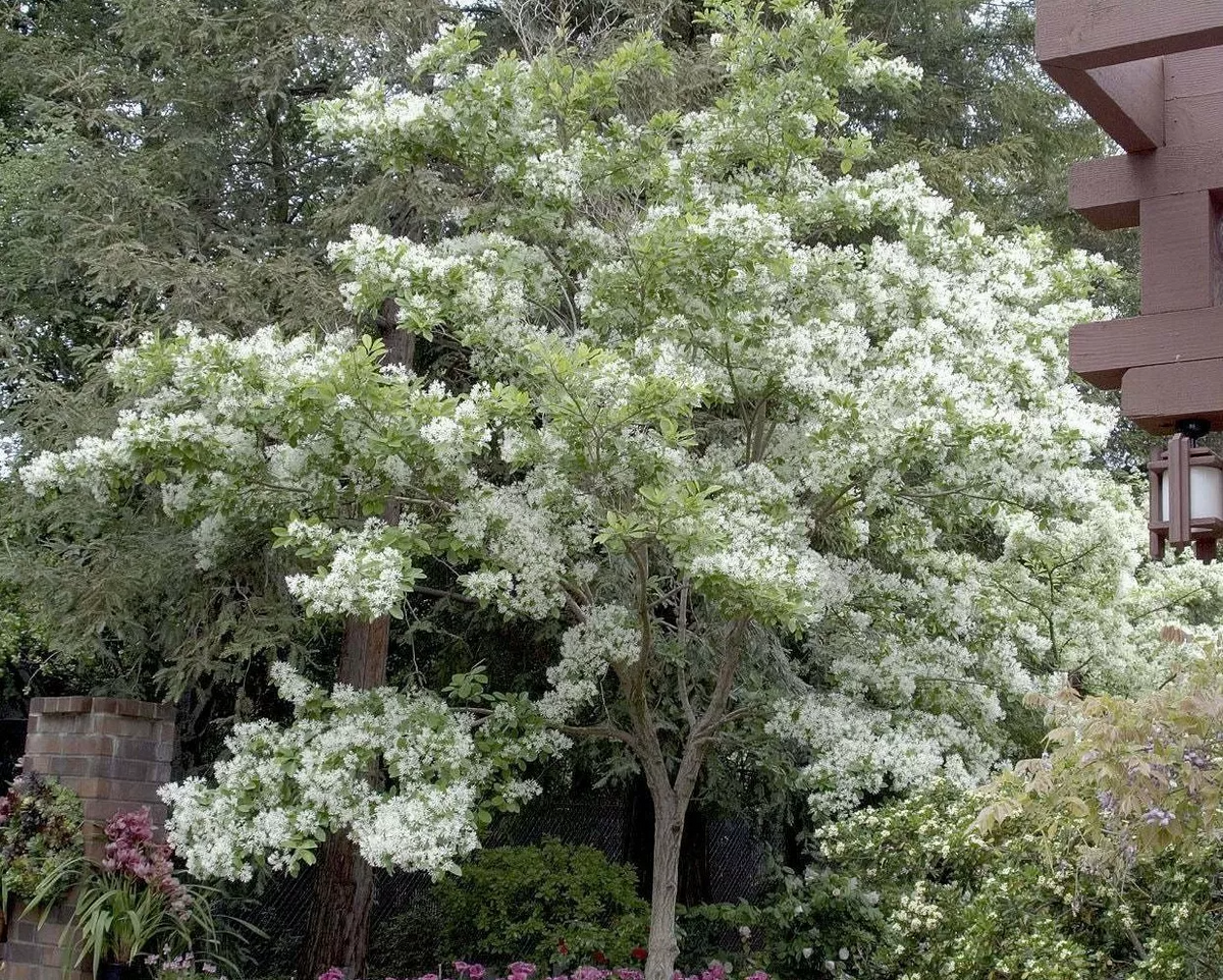 Fringe Tree Cuttings (5+) - Chionanthus virginicus - Native Flowering Shrub