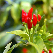 30 Seeds Thai Capsicum Frutescens Hot Pepper (Bird's Eye) – Small, Super Spicy Thai Chili Pepper for Planting, Ideal for Stir-Fries & Sauces