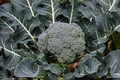 Broccoli Waltham Seeds – 1g for Planting, Heirloom Variety, Cold Hardy, High Yield, Tender Florets, Garden & Container