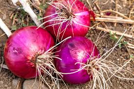 Red Creole Onion Seeds - Heirloom, Non-GMO - 110 Days to Maturity - USDA Zones 3-9 - Spicy, Long-Storing Onion for Salsas and Cajun Dishes