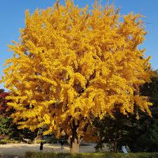 1 Ginkgo Tree (Ginkgo biloba) – Live Bare Root Plant 1-2 Feet