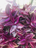 5+ Rare Wandering Jew Burgundy Purple Plant Unrooted Cuttings - Tradescantia Zebrina, Purple Foliage, Easy Propagation, Indoor Garden