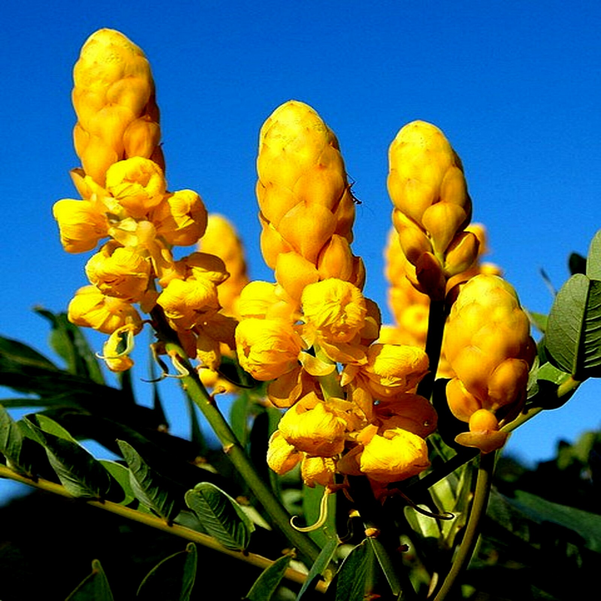 20 Candle Bush Seeds (Cassia Alata) – Fast-Growing Senna Tree, Butterfly Flower