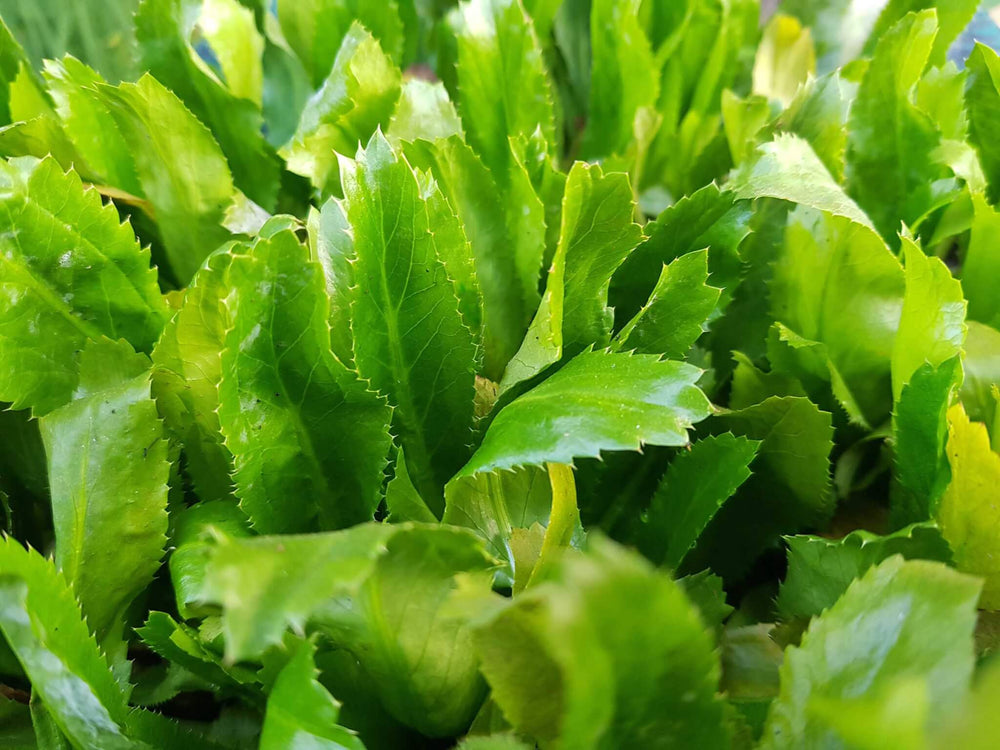 100 Seeds Culantro Ngo Gai - Eryngium foetidum | Vietnamese Recao for Planting | Heirloom Herb for Culinary Use & Garden