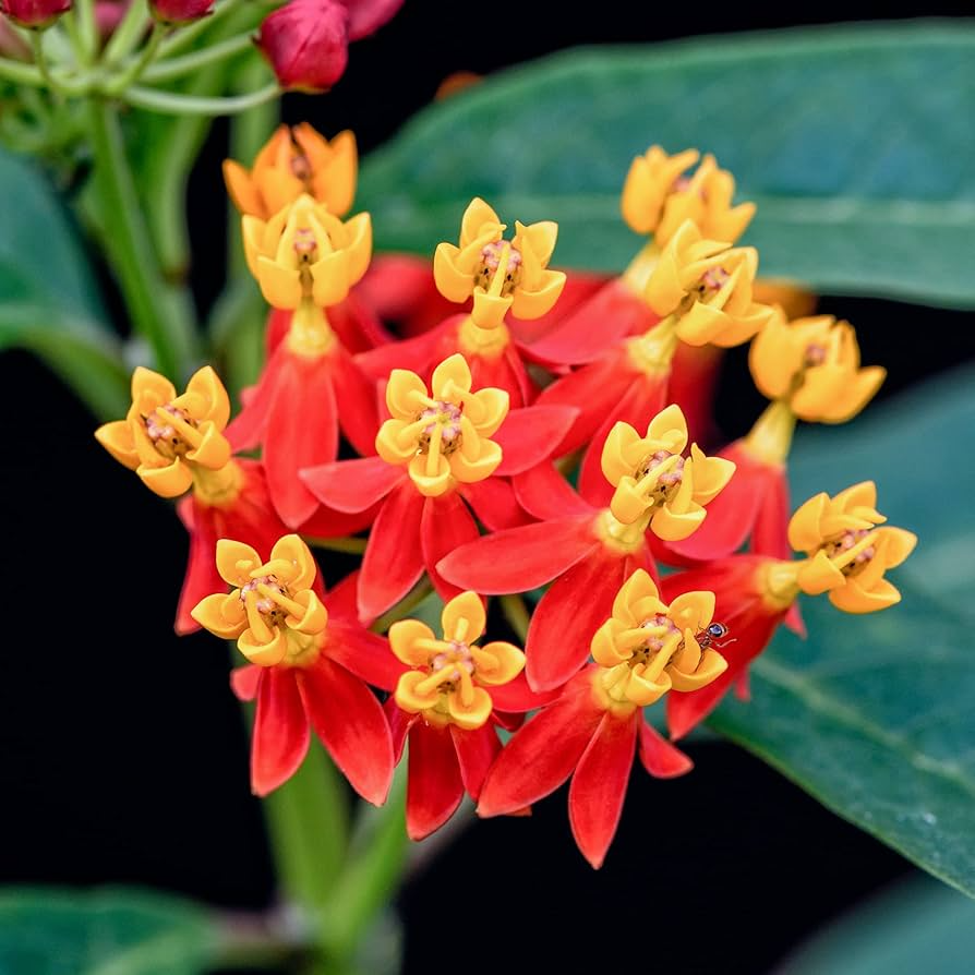 100 Seeds Milkweed TROPICAL Bloodflower (Asclepias curassavica), Monarch Butterfly Host Plant, Attracts Pollinators, Non-GMO, Vibrant Flower