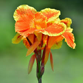 Canna Lily Pretoria Bengal Tiger | 1 Live Bulb | Orange Variegated Tropical Flower, Tall, Lush Foliage, Perennial, Pollinator-Friendly