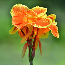 Canna Lily Pretoria Bengal Tiger | 1 Live Bulb | Orange Variegated Tropical Flower, Tall, Lush Foliage, Perennial, Pollinator-Friendly