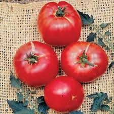 100 German Johnson Tomato Seeds - Non-GMO Heirloom | Large Pink, Low Acid, Crack-Resistant | Indeterminate |