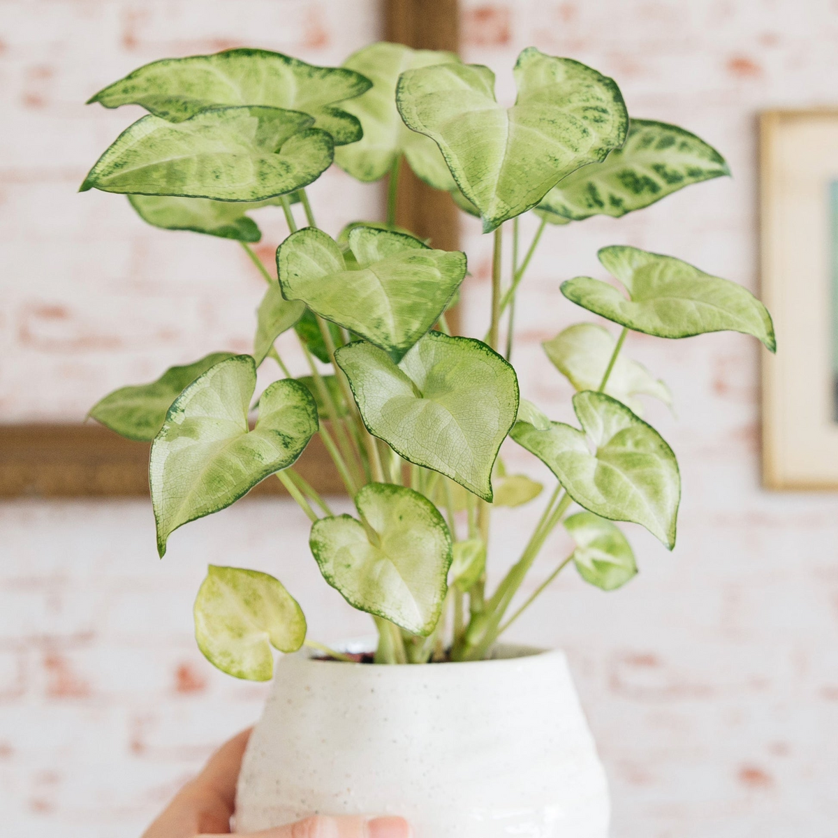 1 Syngonium Podophyllum ‘White Butterfly’ - 7" Unrooted Cutting - Arrowhead Plant for Indoor Decor, Terrariums & Tropical Houseplants
