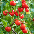 Tiny Tim Tomato Seeds | Heirloom, Non-GMO | 1" Fruit | 55 Days | USDA Zones 3-10 |