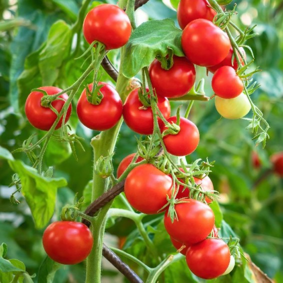 Tiny Tim Tomato Seeds | Heirloom, Non-GMO | 1" Fruit | 55 Days | USDA Zones 3-10 |