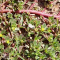 2000 Red Purslane Seeds - Edible Succulent - Portulaca oleracea - Verdolaga - Mild Spinach Flavor - Nutritious Herb -