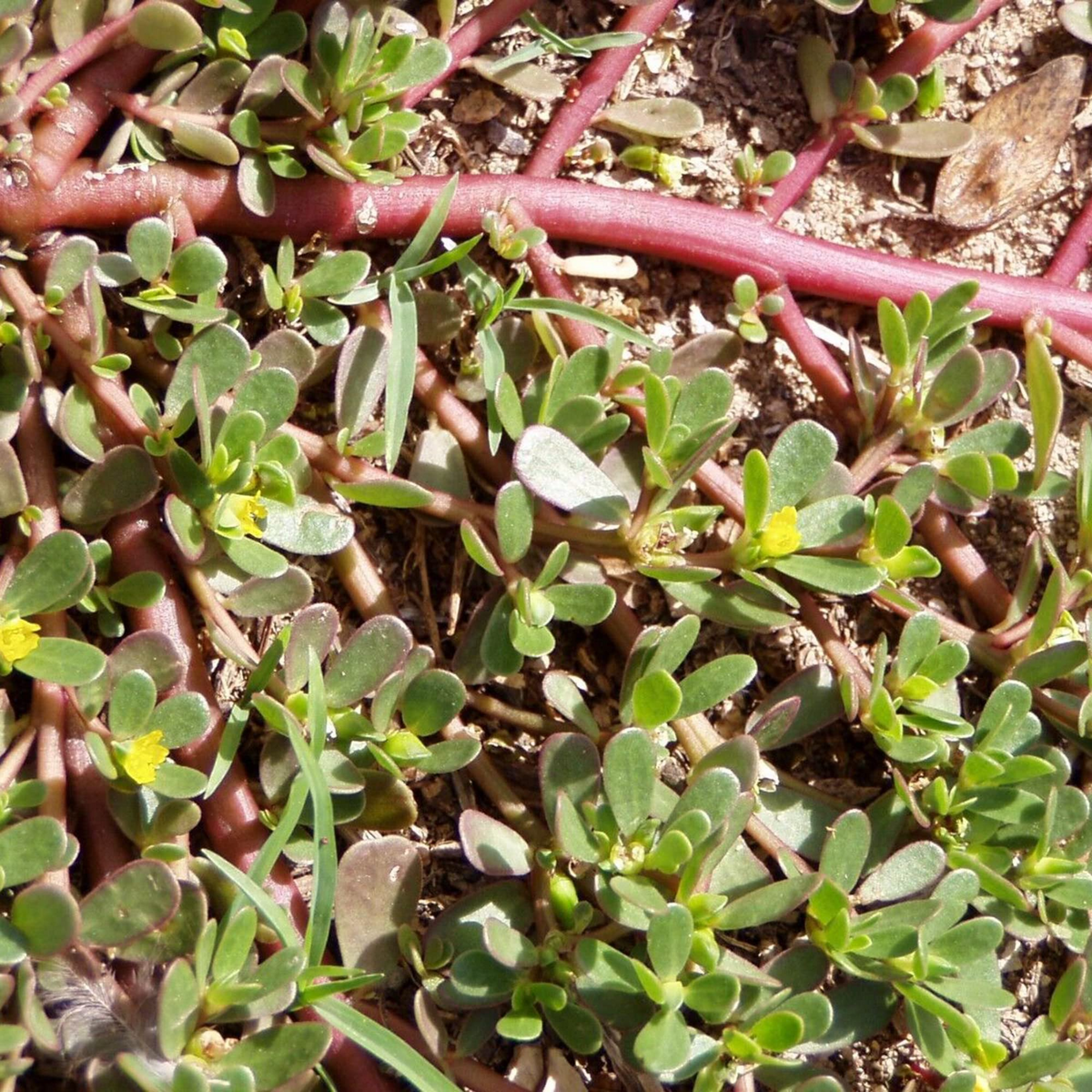 2000 Red Purslane Seeds - Edible Succulent - Portulaca oleracea - Verdolaga - Mild Spinach Flavor - Nutritious Herb -