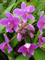 1 Spathoglottis plicata – Purple Yellow Ground Orchid Live Plant in 4” Pot – Tropical Flowering Orchid