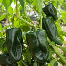 250 mg Seeds Ancho Poblano Hot Pepper – Capsicum annuum | Heirloom Pepper Seeds for Planting, Gardening & Rich Culinary Use