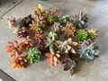 25 Colorful Healthy Succulent Unrooted Cuttings – Variety Pack, Easy to Grow, Drought-Tolerant, Low Maintenance, Unique Succulent Garden