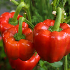 25 California Wonder Pepper Seeds – Capsicum annuum – Heirloom, Sweet & Crisp, High-Yielding