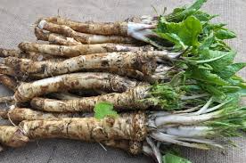 2 Horseradish Roots for Planting - Large Crowns Armoracia rusticana - Garden Perennial for Fresh Horseradish, DIY Plant Gift, Growing Guide