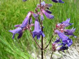 100 mg Seeds Penstemon Wilcoxii (Wilcox's Beardtongue) for Planting | Native Wildflower for Pollinator-Friendly and Low-Maintenance Gardens