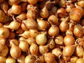250 mg Texas Grano 502 Onion Seeds - Allium cepa | Heirloom Sweet Onion for Planting, Gardening & Harvest | Mild, Large Bulbs