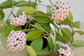 1 Hoya Carnosa – Green Wax Flower Live Plant 5" in 3” Pot – Easy-Care Porcelain Flower Houseplant