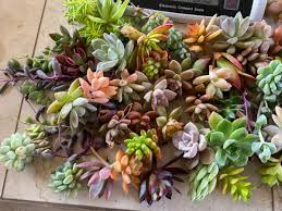 15 Assorted Varieties Succulent Unrooted Cuttings, Echeveria, Sedum, Crassula, and More, Perfect for DIY Terrariums & Indoor Gardens