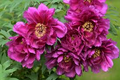 10 Peony Seeds Mix (Paeonia suffruticosa) Tree Bush Flower - Hardy, Colorful Blossoms for Garden, Perennial, Rare Peony Varieties