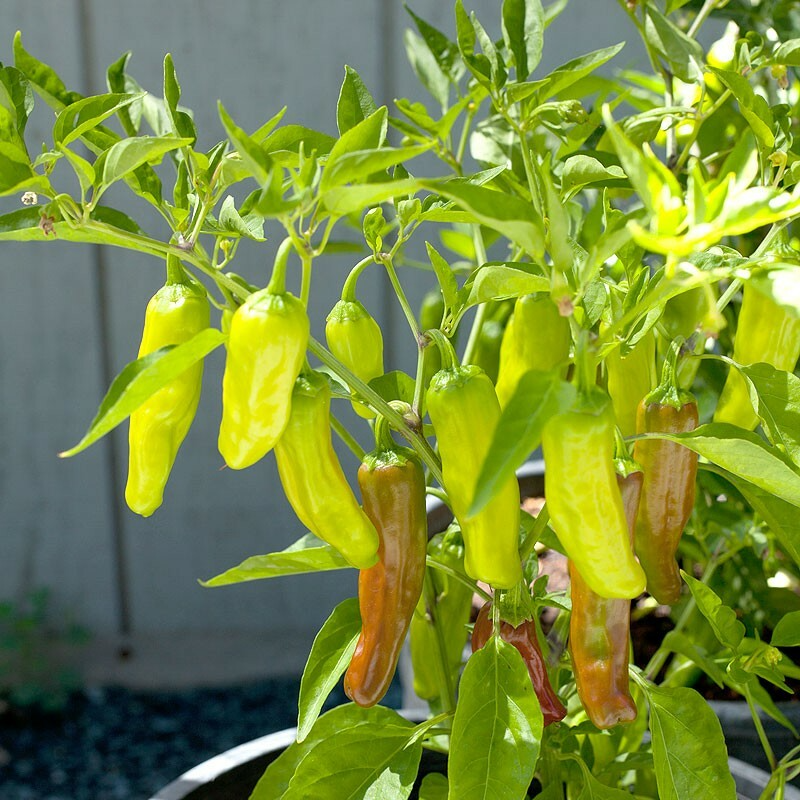 Golden Greek Pepperoncini Seeds | Heirloom, Non-GMO | Mild & Sweet | 65 Days | USDA Zones 4-10 |