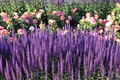 200 Seeds Lavender ‘Munstead’ – Lavandula angustifolia – Fragrant Perennial Herb – Non-GMO for Drying, Containers, Pollinators