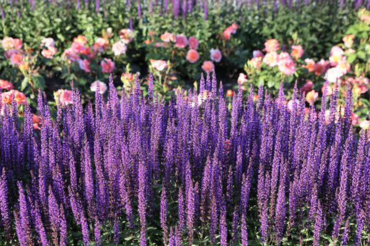200 Seeds Lavender ‘Munstead’ – Lavandula angustifolia – Fragrant Perennial Herb – Non-GMO for Drying, Containers, Pollinators