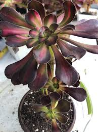 Aeonium Sunset Glow Cutting | Fresh 2.5" Head | Unique Succulent | Easy to Grow |
