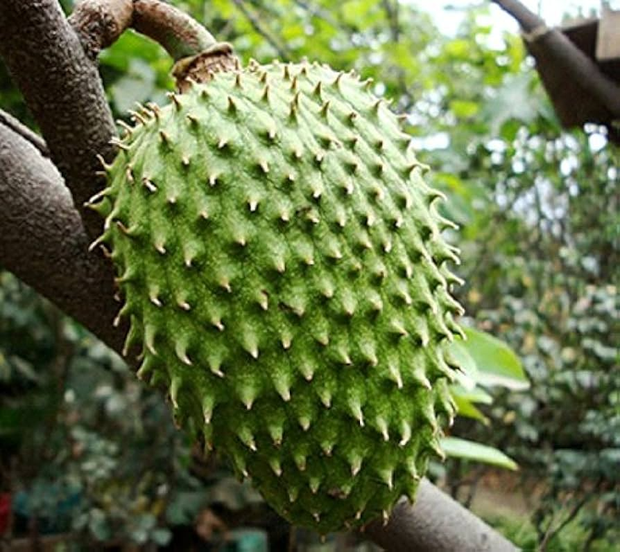 1 Giant Soursop Fruit Tree (Annona muricata) Live Starter Plant – 3’-4’