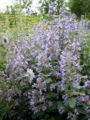 1,000 Catnip Seeds (Nepeta cataria) – Perennial Herb, Catmint, Non-GMO