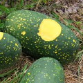 Moon & Stars Watermelon Seeds - Heirloom, Non-GMO - 100 Days to Maturity - Sweet Red Flesh - USDA Zones 3-10 - Unique Speckled Rind