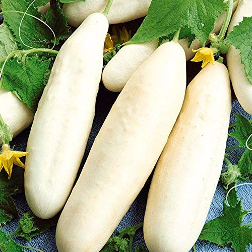 White Wonder Cucumber Seeds | Heirloom | Crisp & Bitter-Free | Non-GMO |  | Perfect for Salads & Pickles