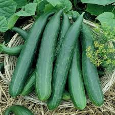 Metki Armenian Dark Green Cucumber Seeds - Heirloom, Non-GMO - 65 Days to Maturity - Bitter-Free & Crisp - USDA Zones 2-10 - Perfect for Salads