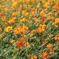 Bright Lights Cosmos Seeds - Non-GMO, Red/Orange/Yellow Blooms, Attracts Pollinators, Fast Growing, USDA Zones 2-10,