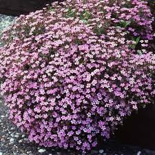 1000 Seeds Groundcover Rock Soapwort, Spreading Perennial, Pink Flowers, Non-GMO, Saponaria ocymoides, Easy to Grow