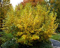 1 Hamamelis virginiana Witch Hazel Shrub - 10"-12" Live Bare Root Plant for Zones 3-8 - Fragrant Blooms