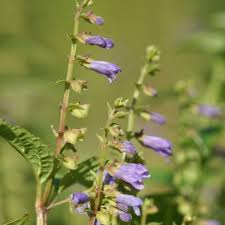 100 Skullcap Herb Seeds (Scutellaria lateriflora) for planting - Mad Dog, Grow Your Own Plant