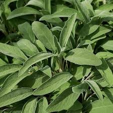 150 Broadleaf Sage Seeds – Non-GMO, Heirloom, Culinary, Perennial, Deer Resistant, , USA Seller