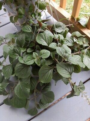 Purple Swedish Ivy Cuttings (4) - Millionaria/Planta del Dinero Morada - 4-6" Easy, Fast-Growing Indoor/Porch Plant