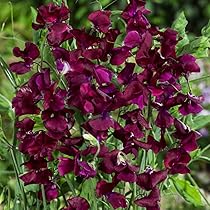 Beaujolais Sweet Pea Seeds – 50+ Deep Wine-Red Blooms – Climbing Vine for Trellises, Bouquets, Cottage Gardens & Floral Arches – USA