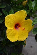 1 Hibiscus rosa-sinensis 'Tequila' - Exotic Tequila Hibiscus Live Bare Root Starter Plant 3-5 Inches