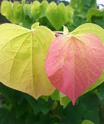 Cercis gigantea Seeds – Giant Redbud Tree – Ornamental Flowering Tree with Pink Blooms, Large Heart-Shaped Leaves, Shade or Garden Tree