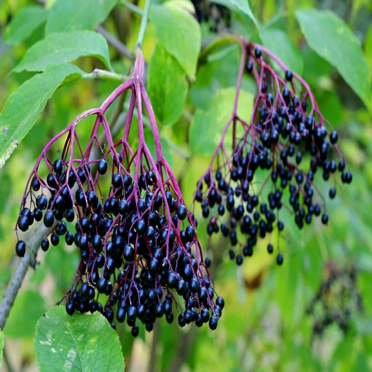 10 American Elderberry Unrooted Cuttings - Sambucus Canadensis - Elderberry Plant for Health, Home Garden Berries